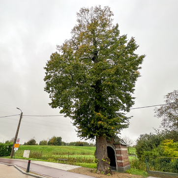 Mooiste boom van Mechelen
