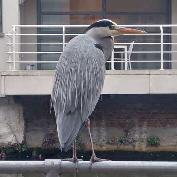 Natuur in de stad versterken